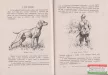 Felix Endre - Kezdő vizslás kézikönyve 