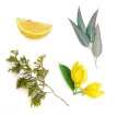 doTERRA  Terrashield™ Kültéri keverék 15 ml