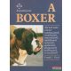 A boxer