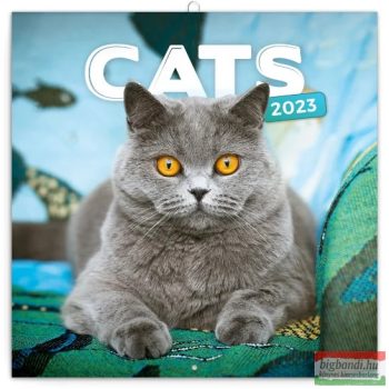 CATS falinaptár 2023