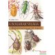 Dr. Merkl Ottó - A bogarak világa - Magyarország leggyakoribb bogarai 