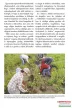 Elizabeth Millard - Kiskert a konyhában - Változtasd a konyhádat egész évben termő kiskertté! 